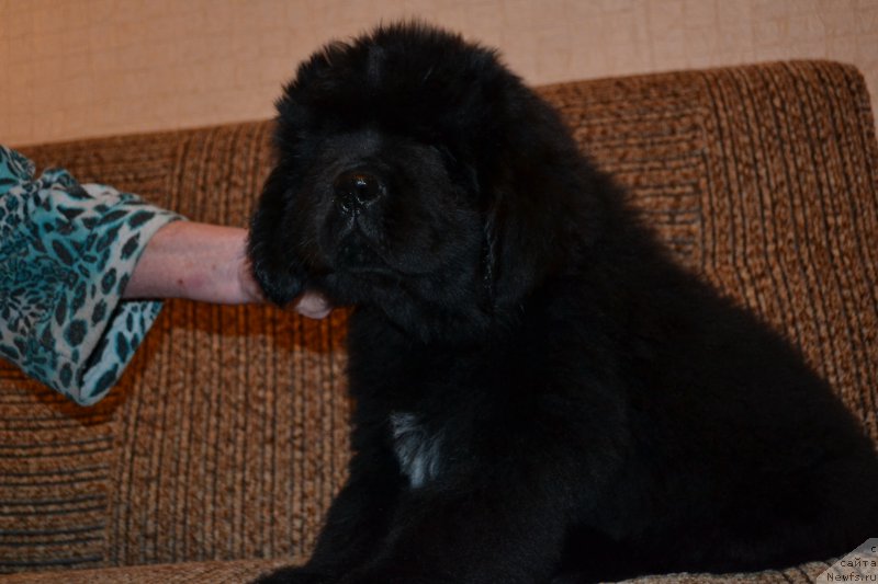 Фото: ньюфаундленд Талисман Моря Ла-Манш