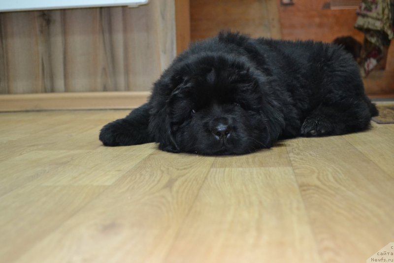 Фото: ньюфаундленд Талисман Моря Ла-Манш