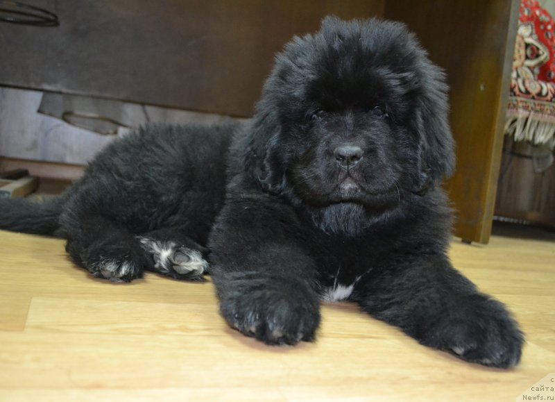 Фото: ньюфаундленд Талисман Моря Ла-Валетта