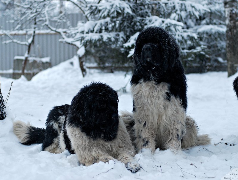 Фотография № 199553