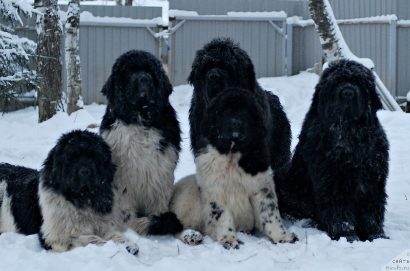 Фотография № 199554