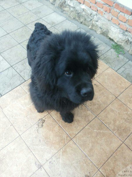 Фото: Ирина Валиева, ньюфаундленд Арт Деко Особый Шик