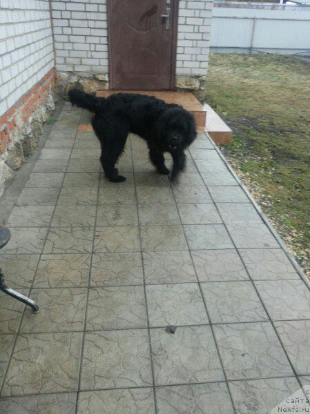 Фото: ньюфаундленд Арт Деко Особый Шик