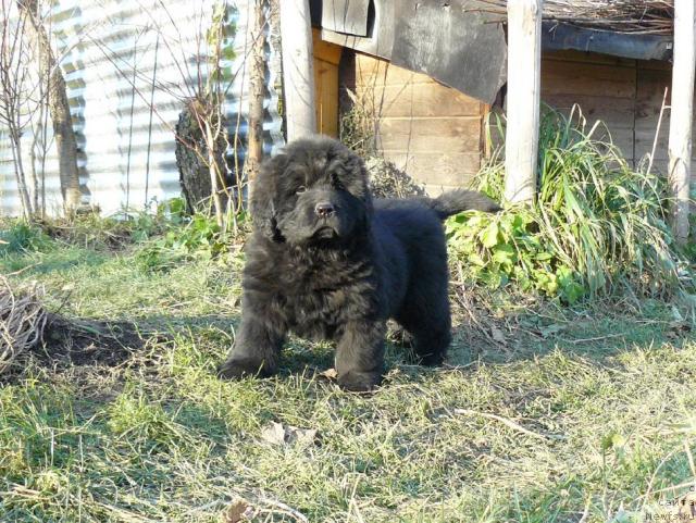 Фото: ньюфаундленд Пчёлкин Дом Восторг Души (Pchiolkin Dom Vostorg Dushi)