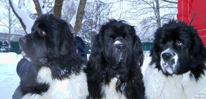 Фотография № 199564