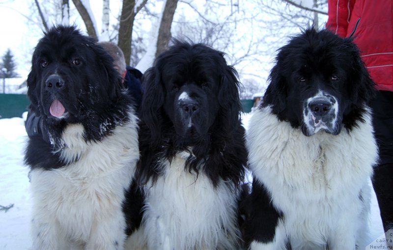 Фотография № 199565