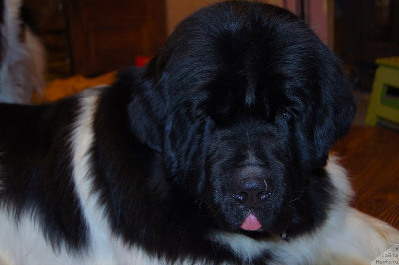 Фото: ньюфаундленд Супер Бизон Мирослава