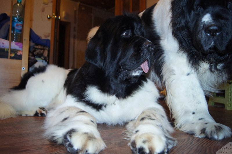 Фотография № 199570