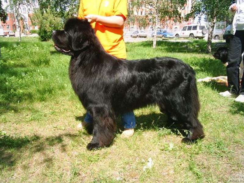 Фото: ньюфаундленд Обуш Шед Эдисон Николь (Obush Shed Edisson Nicole)