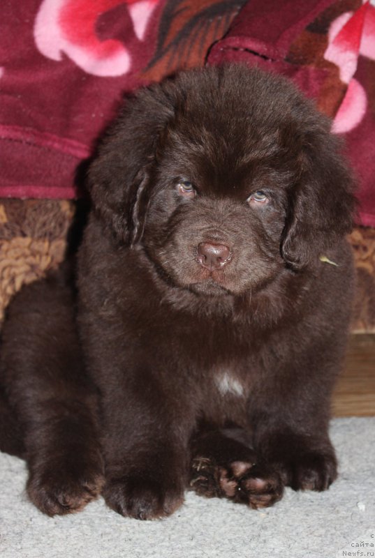 Фото: ньюфаундленд Браунблад МСК Сэмми Лесс