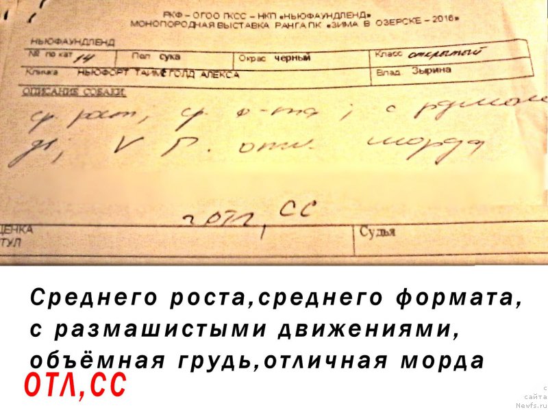 Фото: ньюфаундленд Ньюфорт Тайм'с Голд Алекса