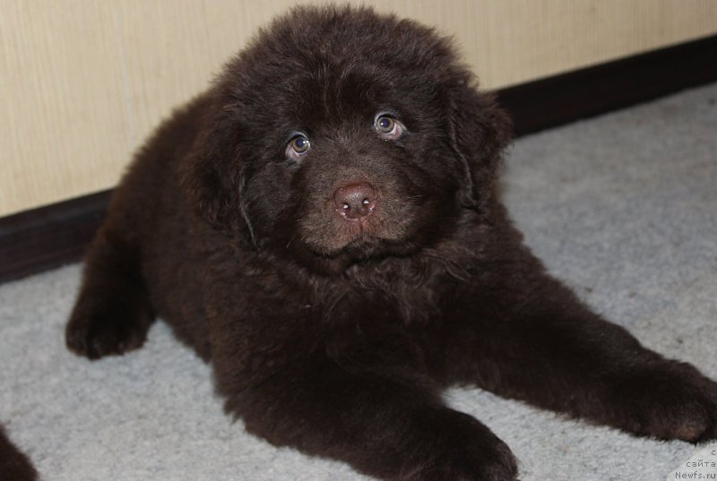 Фотография № 199585