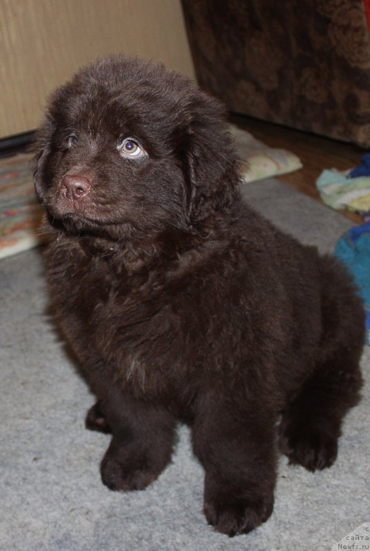 Фотография № 199586