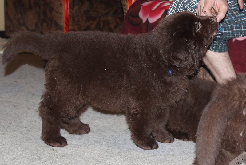 Фото: ньюфаундленд Браунблад МСК Стелла Софи