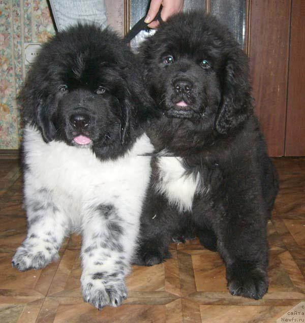 Фото: ньюфаундленд Супер Бизон Арго (Super Bizon Argo), ньюфаундленд Супер Бизон Анталия