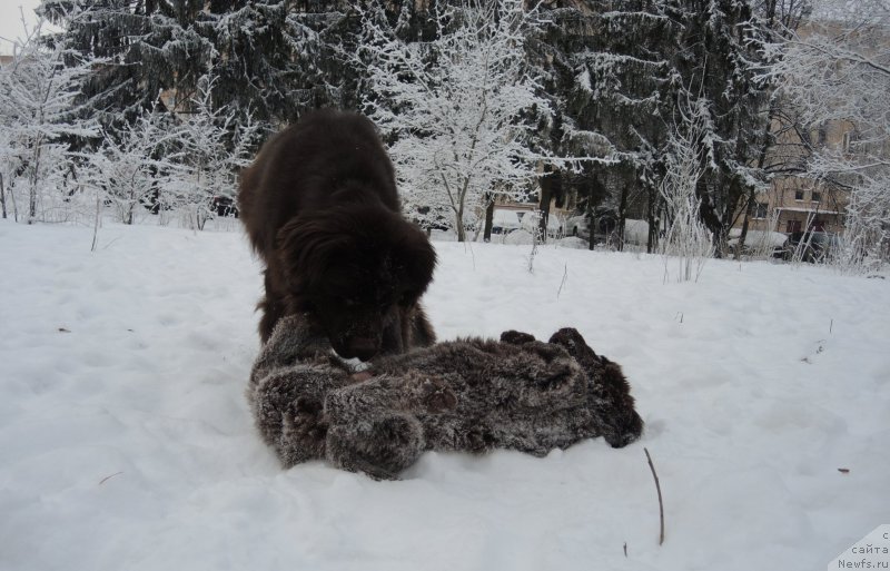 Фото: ньюфаундленд Фанньюф Авалон (Funnewf Avalon), ньюфаундленд Акватория Келвин Хизер Хани (Aquatoriya Kelvin Heather Honey)