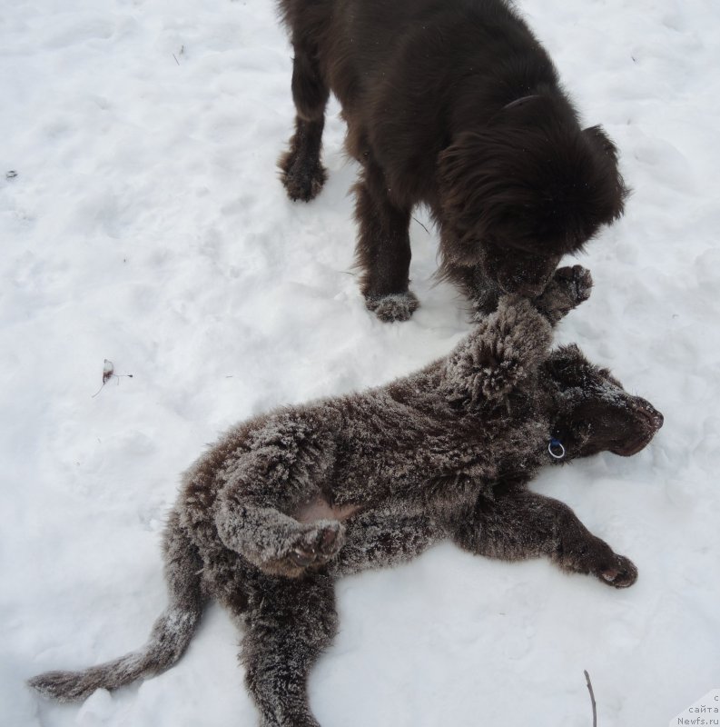 Фото: ньюфаундленд Фанньюф Авалон (Funnewf Avalon), ньюфаундленд Акватория Келвин Хизер Хани (Aquatoriya Kelvin Heather Honey)