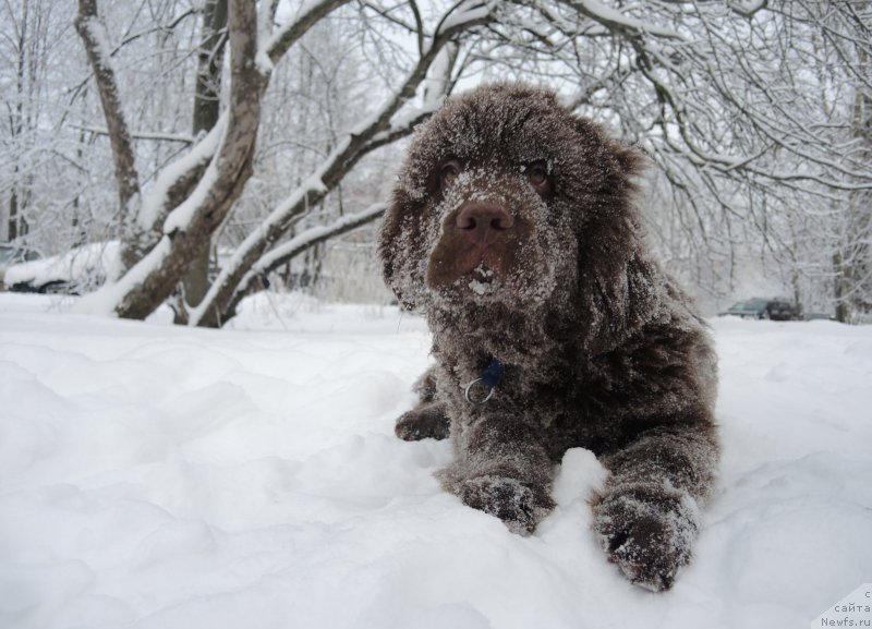 Фото: ньюфаундленд Фанньюф Авалон (Funnewf Avalon)