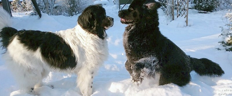 Фотография № 199620