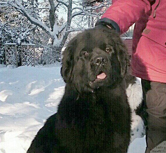 Фотография № 199621