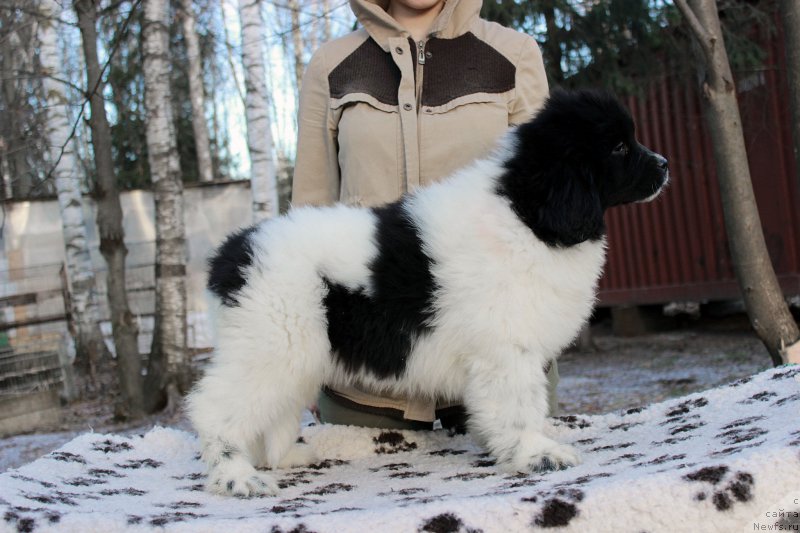 Фото: ньюфаундленд Сент Джонс Утеха ЛуаЛуа