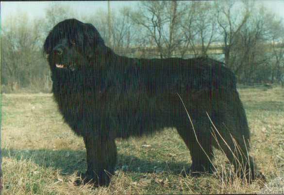 Фото: ньюфаундленд Дик (Dick)