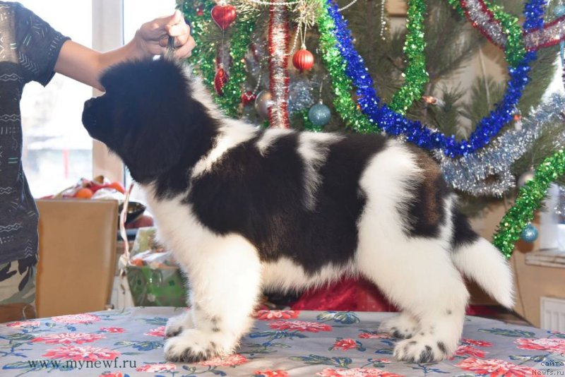 Фото: ньюфаундленд Сент Джонс Уникьюе фор Отхеллос Сунлихт