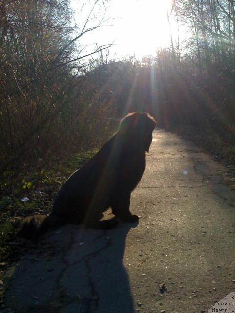 Фотография № 19966