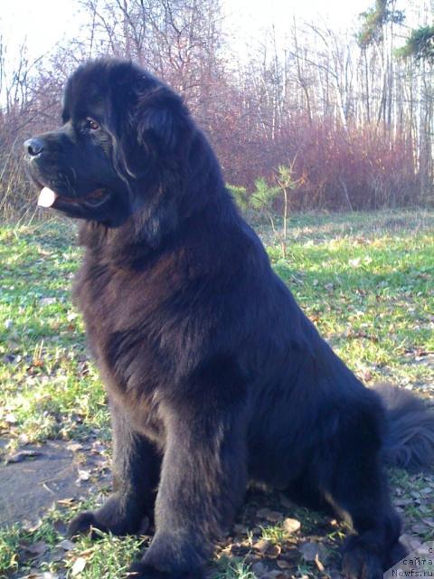 Фото: ньюфаундленд Потап Фелиция (Potap Felicia)