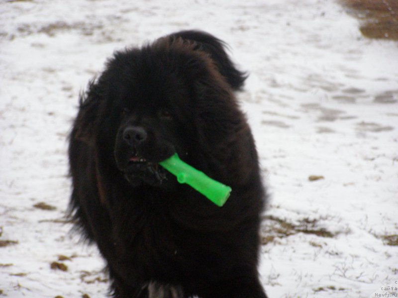 Фото: ньюфаундленд Jofrey of Mister Newf