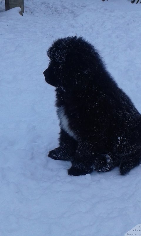 Фотография № 199676