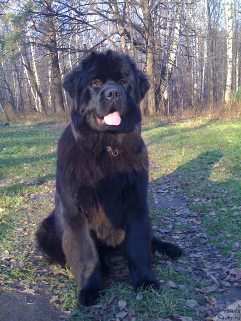 Фото: ньюфаундленд Потап Фелиция (Potap Felicia)