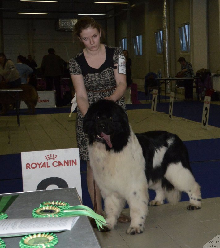 Фото: ньюфаундленд Флюфи Аваланч Центнер (Fluffy Avalanche Centner)
