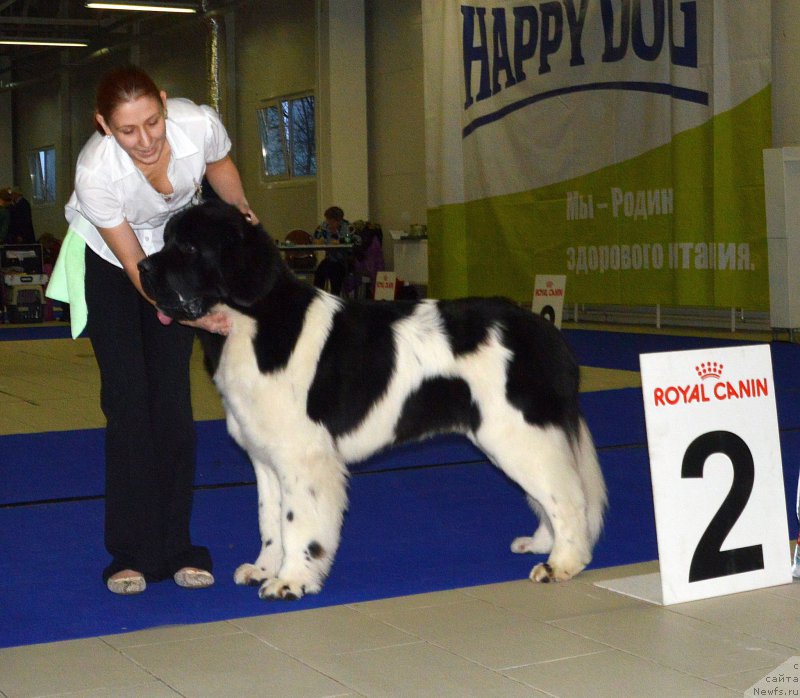 Фото: ньюфаундленд Супер Бизон Маэстро (Super Bizon Maestro)