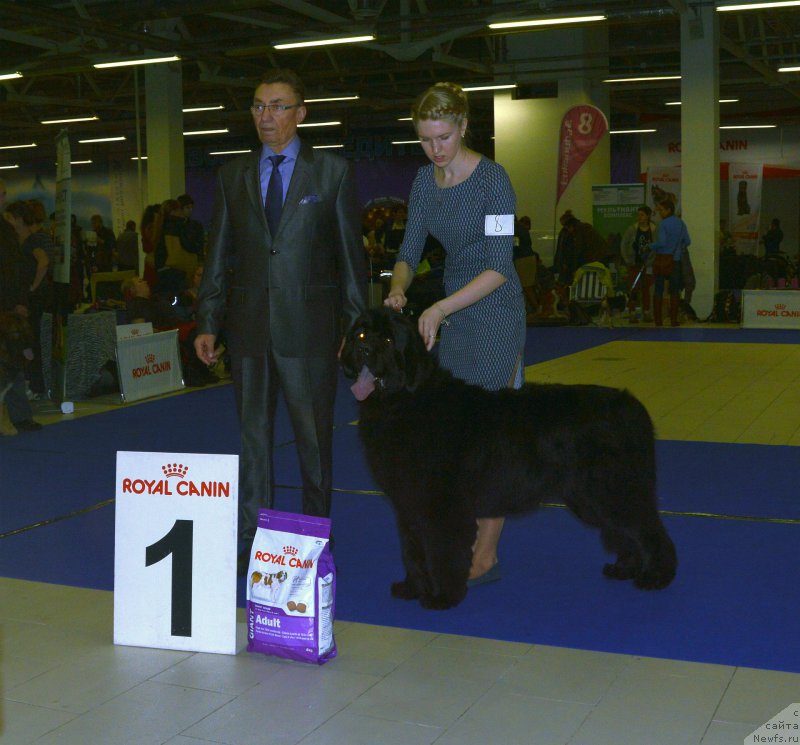 Фото: ньюфаундленд Элберт Маунт из Антаграда