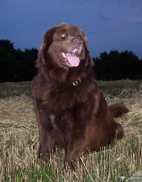 Фото: ньюфаундленд Баронесса