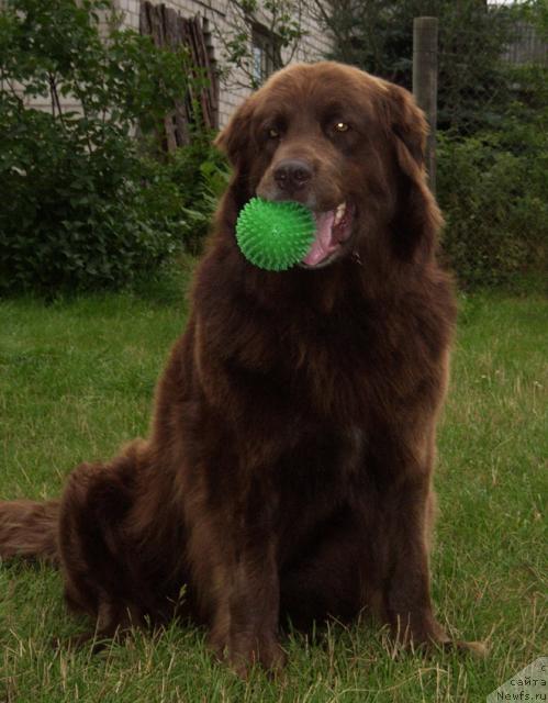 Фото: ньюфаундленд Баронесса