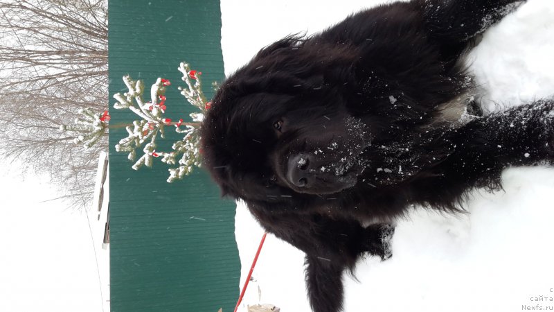 Фото: ньюфаундленд Дак Прайд Ван Гог (Dark Pride Van Gogh)