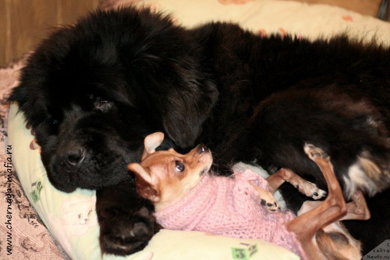 Фотография № 199704