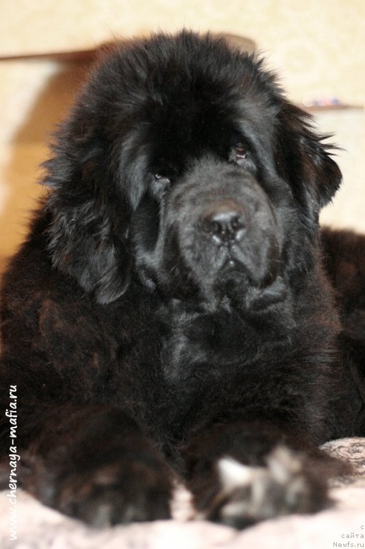 Фото: ньюфаундленд Бегущая по Волнам Роуал Флаш (Beguschaya po Volnam Royal Flash)