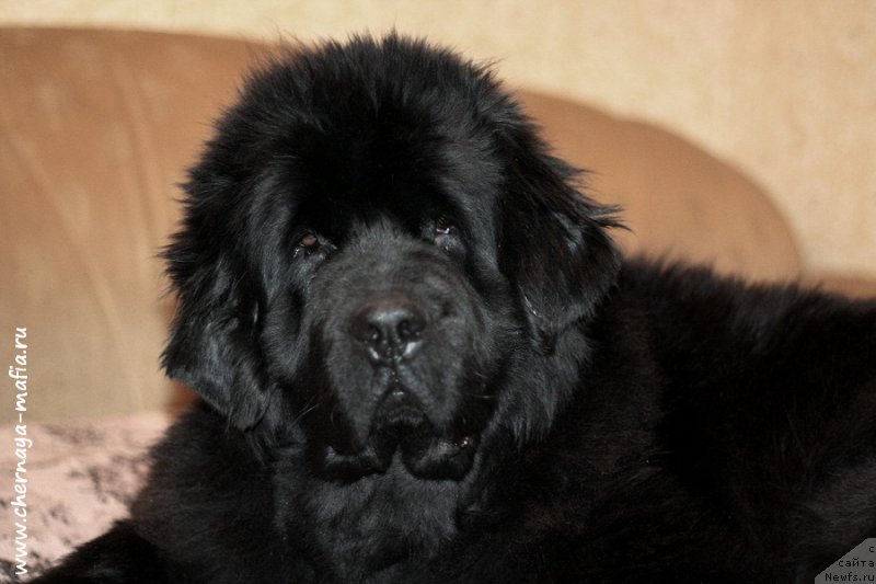 Фотография № 199708