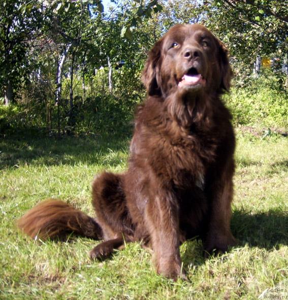 Фото: ньюфаундленд Баронесса