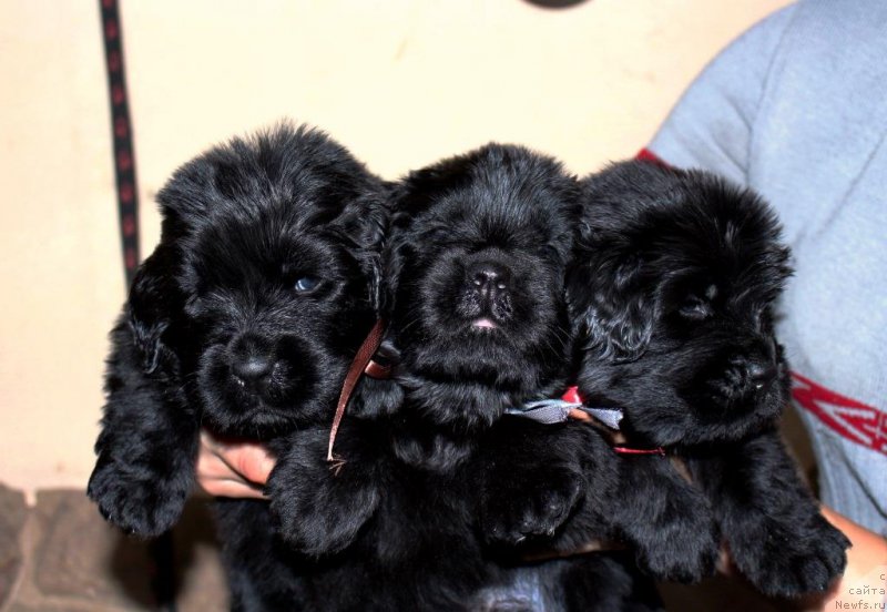 Фотография № 199710