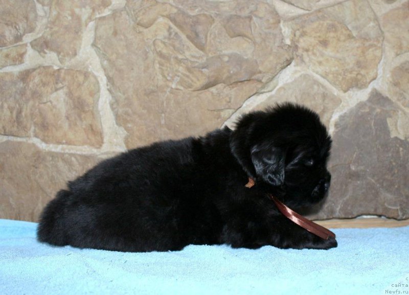 Фотография № 199713