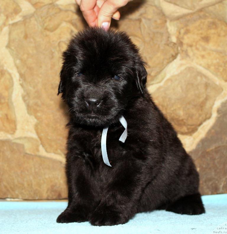 Фотография № 199718