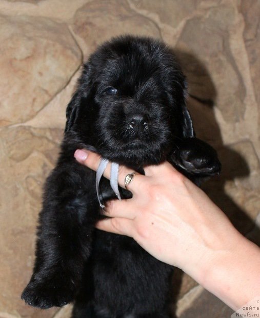 Фотография № 199721