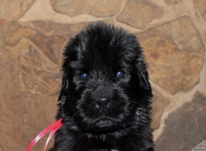 Фотография № 199724