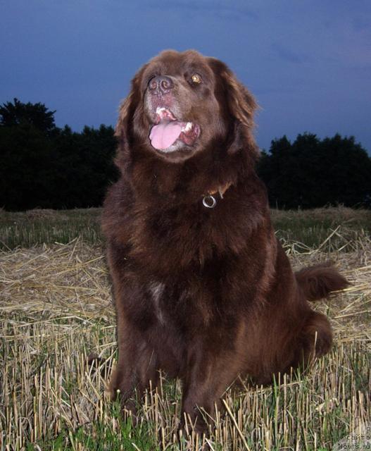 Фото: ньюфаундленд Баронесса