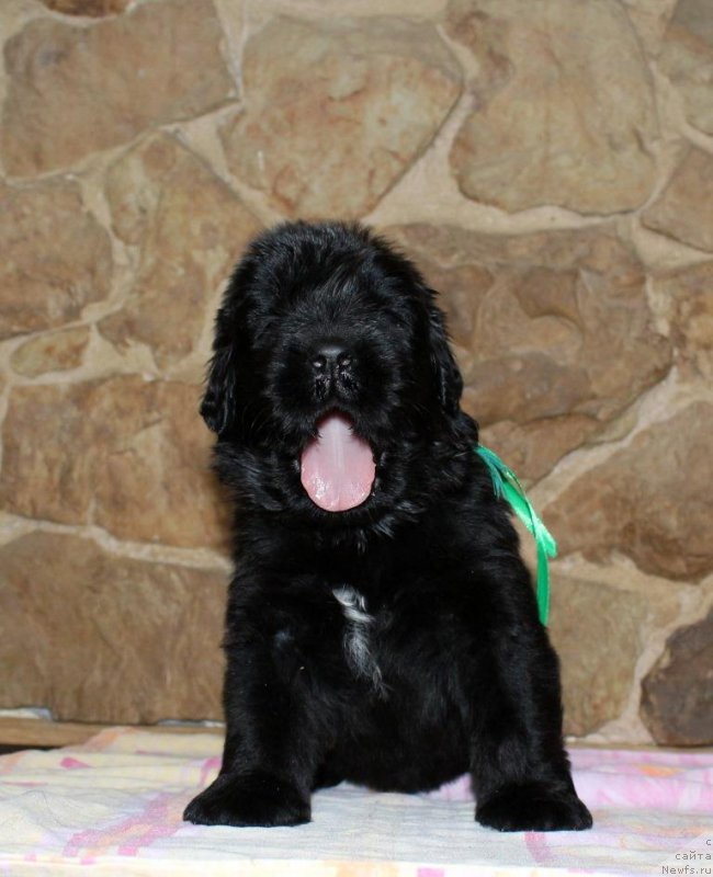 Фотография № 199733