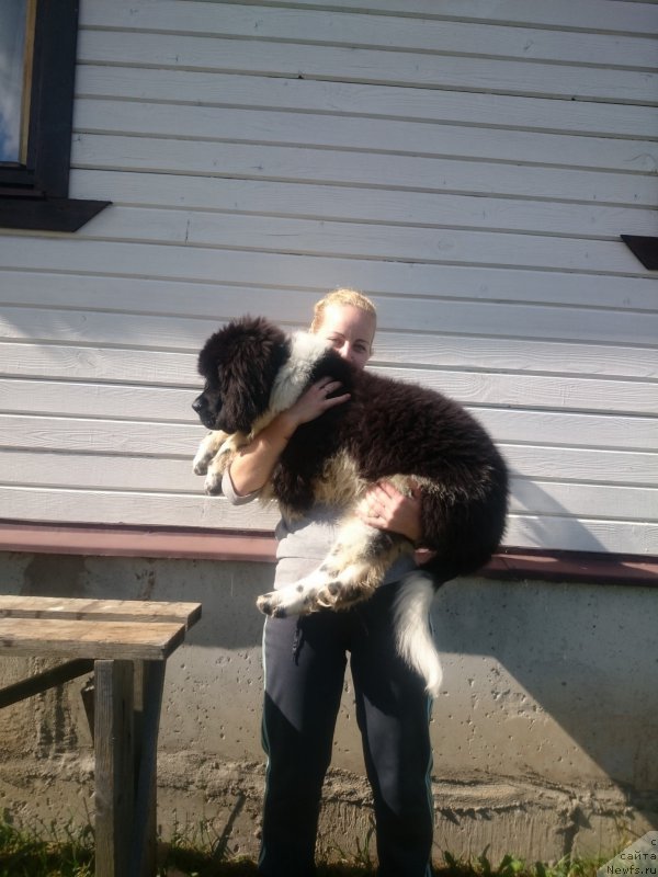 Фото: ньюфаундленд Энджелс Кипер Нибелунг (Angels Keeper Nibelung), Ольга Мартынова